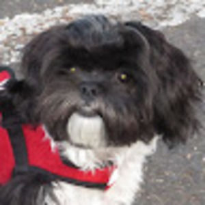 Meet your Posher, Charlie